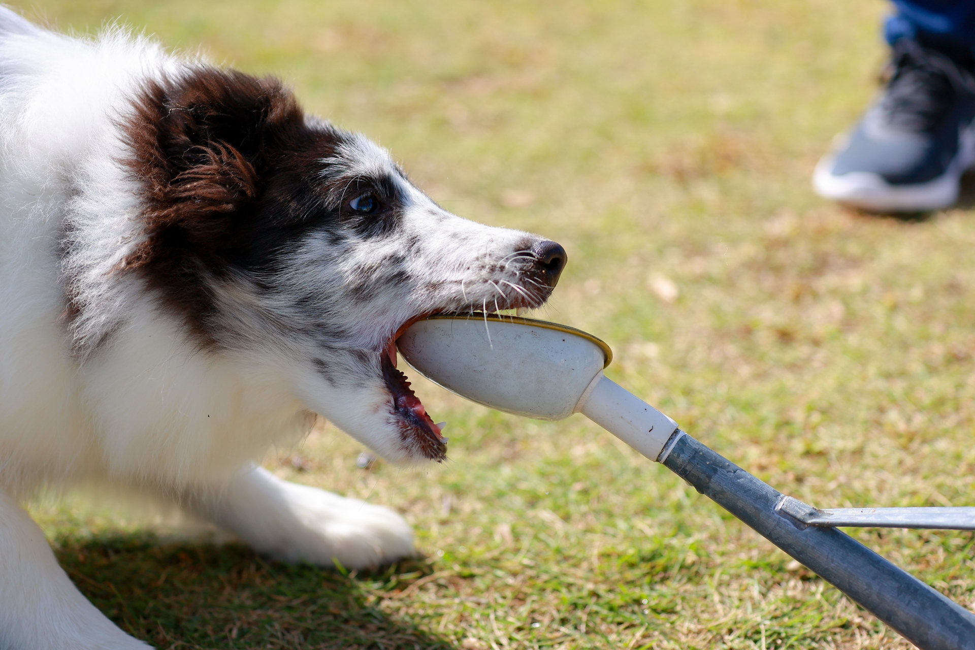 【ペットのケア情報】成犬になっても噛み癖がひどい時の対処法 DEAR PET