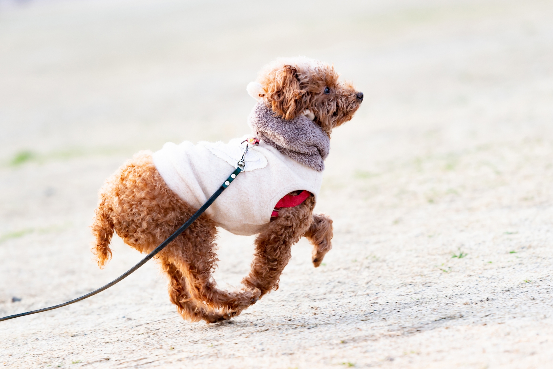 ペットの衛生管理を考える 室内犬のお散歩後はどうすればいい Dear Pet