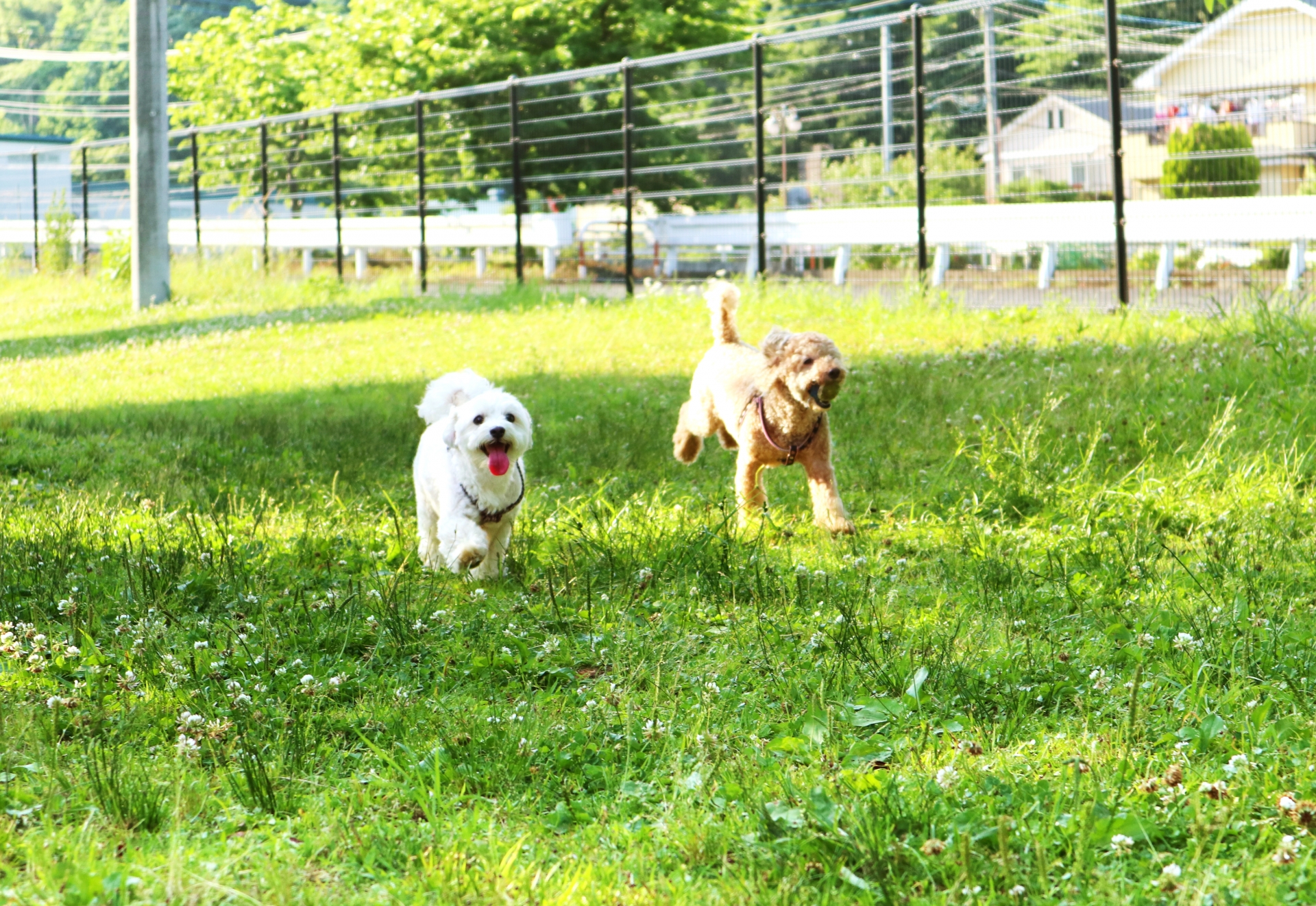 神奈川ペットWalker｜犬が喜ぶお散歩情報 – DEAR PET