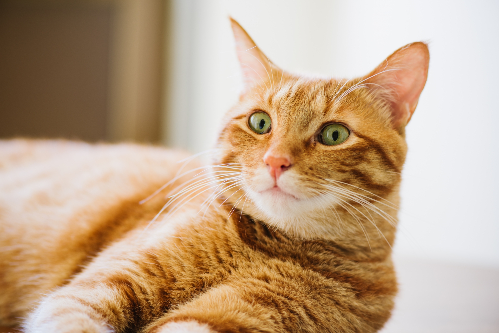 いかにも雑種っぽくて不人気？こんなにもあった茶トラ猫の魅力