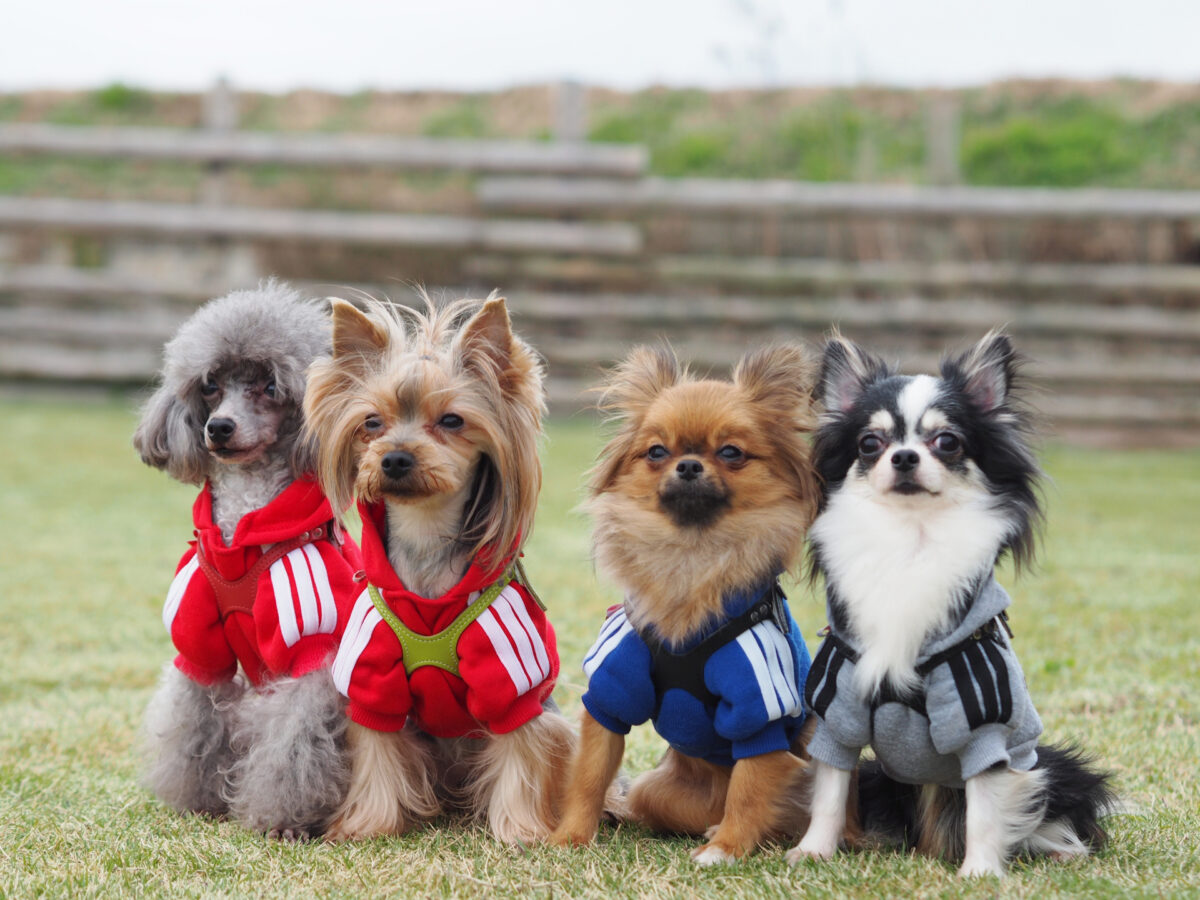 希少でユニークな犬のベスト23品種