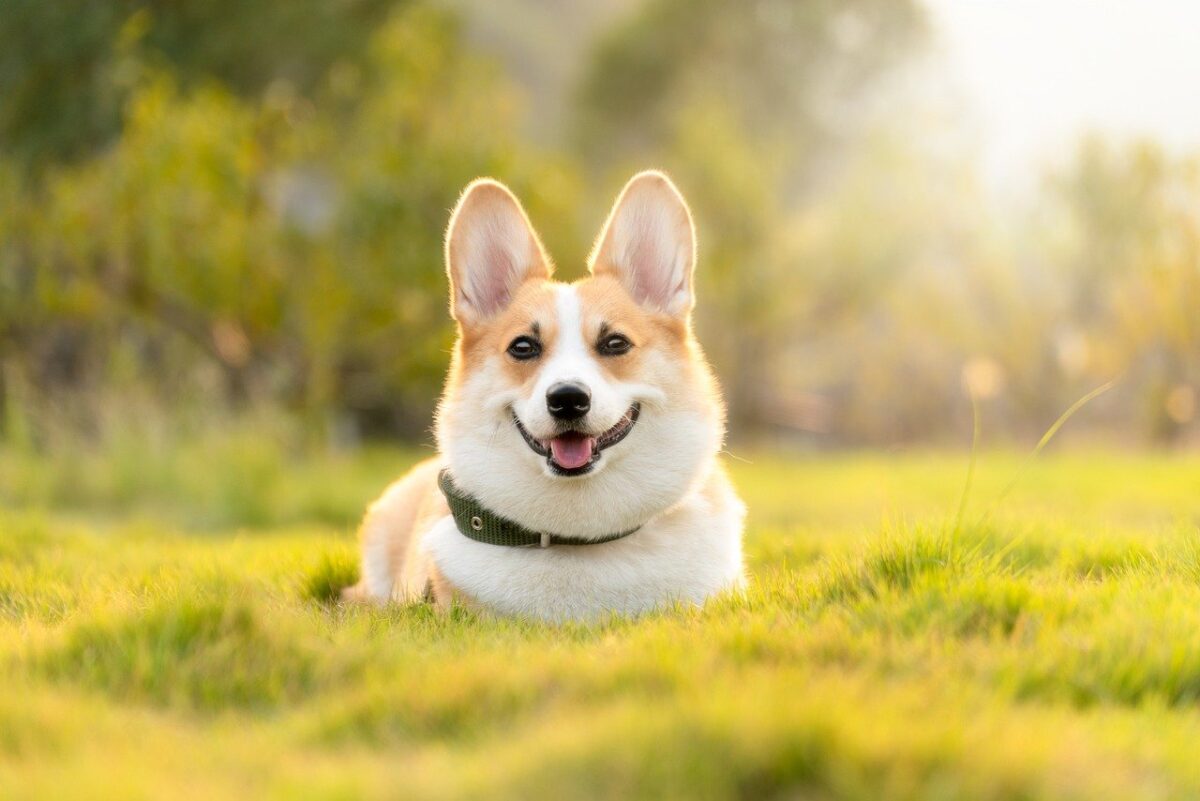 犬の下痢はさつまいもが原因 食べたら治る さつまいもの正しい与え方 Dear Pet