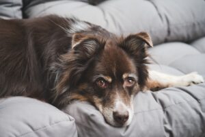 犬の下痢はさつまいもが原因 食べたら治る さつまいもの正しい与え方 Dear Pet