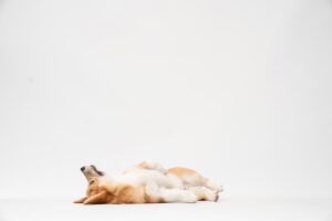 犬の下痢はさつまいもが原因 食べたら治る さつまいもの正しい与え方 Dear Pet