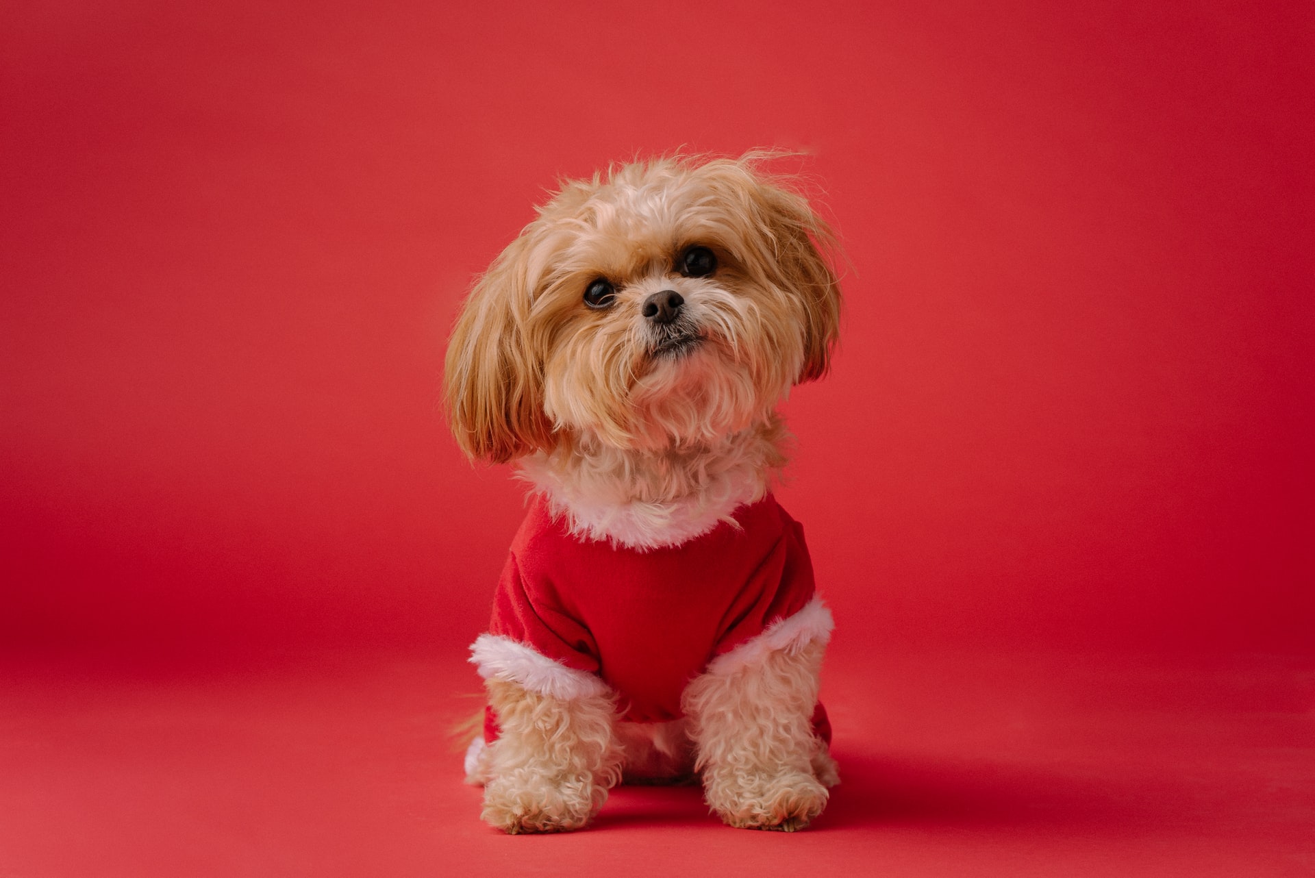 犬の下痢がゼリー状になる原因とは 必要な対処法と家でできるケア方法 Dear Pet