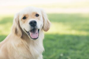 犬にきゅうりを与えても大丈夫 食べさせる5つのメリットと注意点 Dear Pet