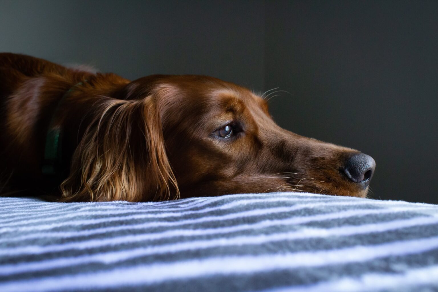 犬のチョコレート中毒