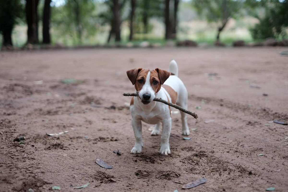 犬が食べてはいけないものは ペットを守るために知るべき危険な食べ物 Dear Pet