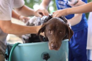 ペットの犬をお風呂に入れる頻度はどのくらい 嫌がられない入れ方を紹介 Dear Pet